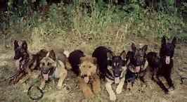 BADEN'S K-9'S: NOBLE AND STABLE. 
 BADEN-SO VERY OFTEN COPIED, YET NEVER DUPLICATED!